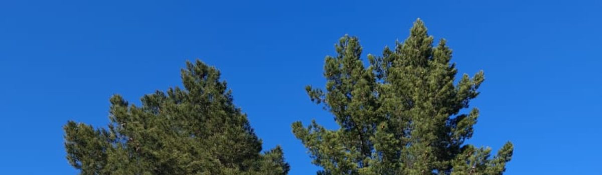 Municipio renueva 484 luminarias en distintos puntos urbanos y rurales de la comuna